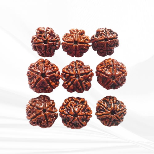 Rudraksha 1-15 Mukhi